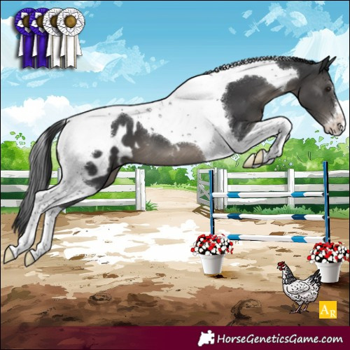 Horse Color:Black Mushroom Tobiano Near Leopard 