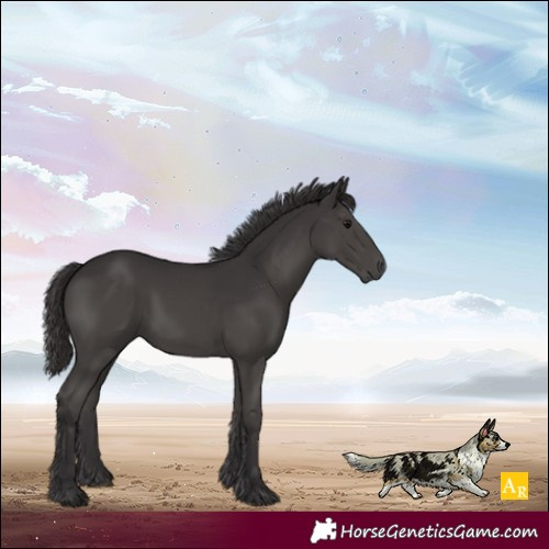 Horse Color:Smoky Black 