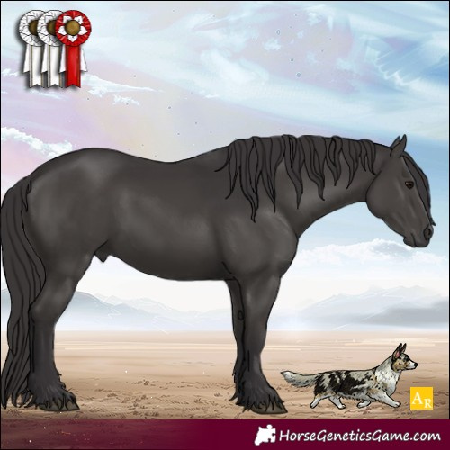 Horse Color:Smoky Black 
