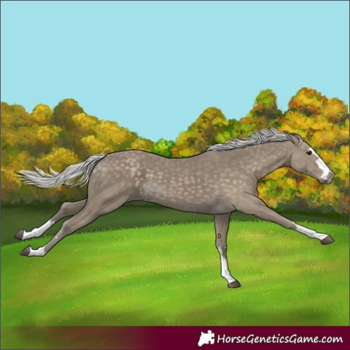 Horse Color:Silver Smoky Black 