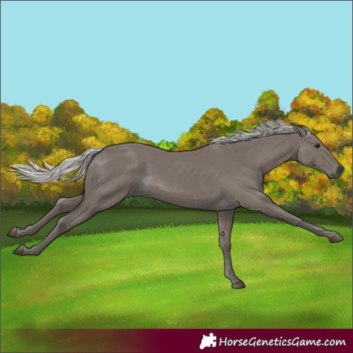 Horse Color:Silver Smoky Black
