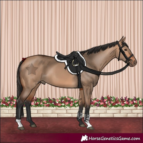 Horse Color:Bay Dun 