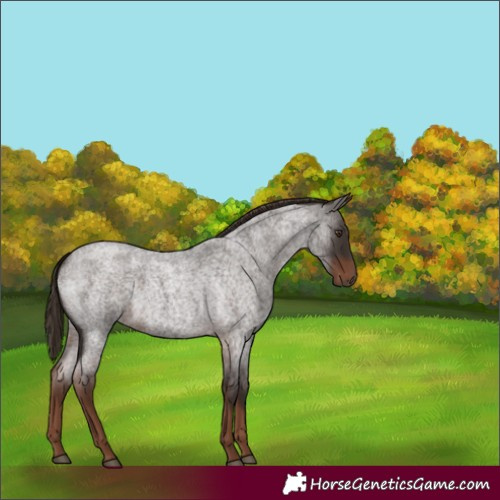 Horse Color:Unknown 