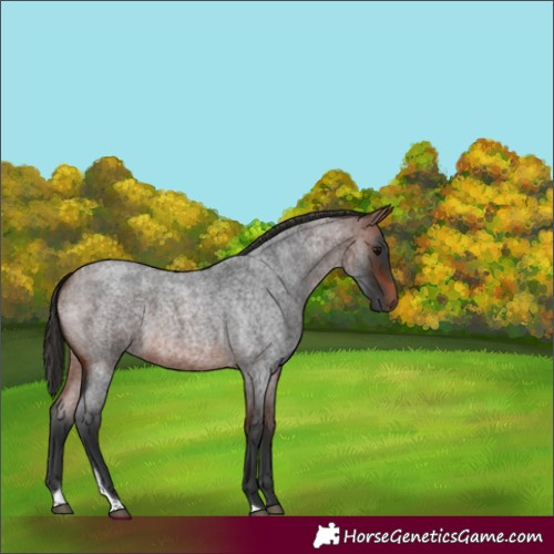 Horse Color:Unknown 