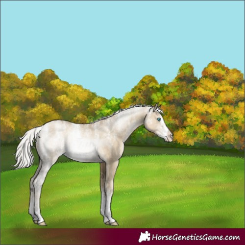 Horse Color:Powder White Silver Smoky Grullo Pearl Rabicano 