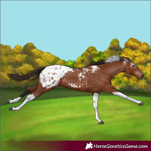 Horse Color:Gray Bay Tobiano Blanket