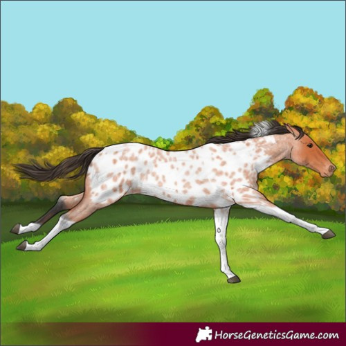 Horse Color:Bay Roan Tobiano Appaloosa 