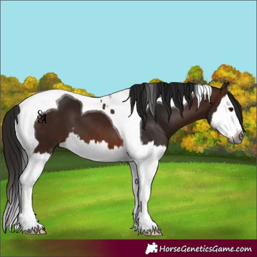 Horse Color:Gray Bay Splash Tobiano 