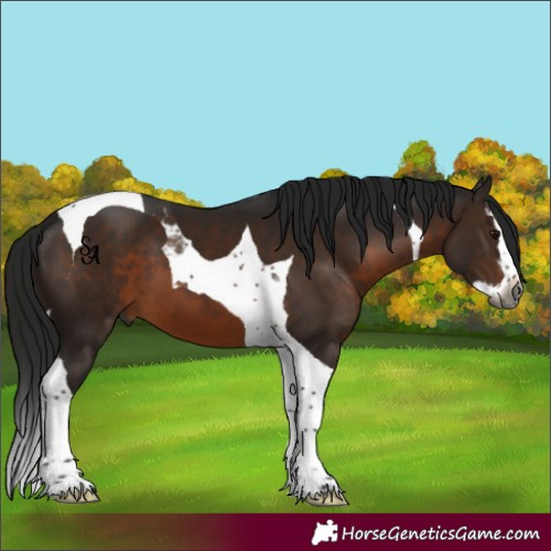 Horse Color:Gray Brown Splash Tobiano