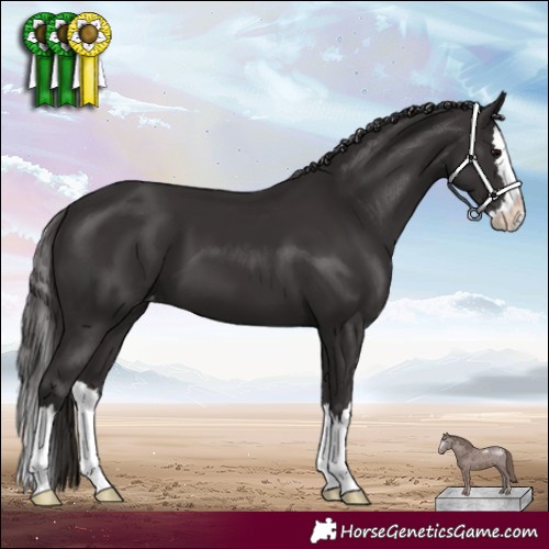 Horse Color:Smoky Black Splash Varnish 