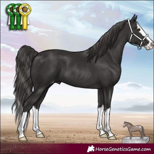 Horse Color:Smoky Black Splash Varnish