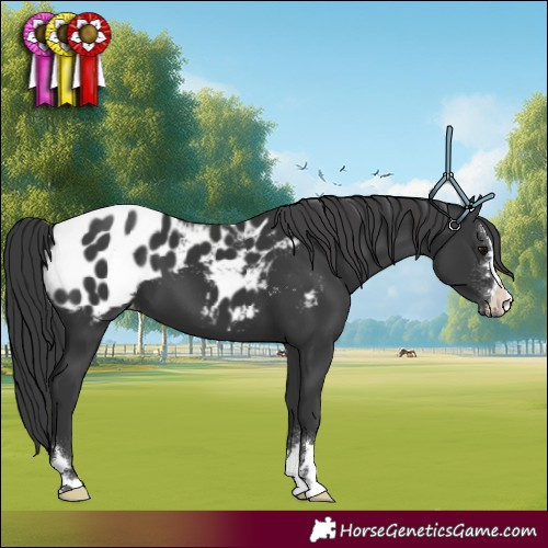 Horse Color:Black Blanket 