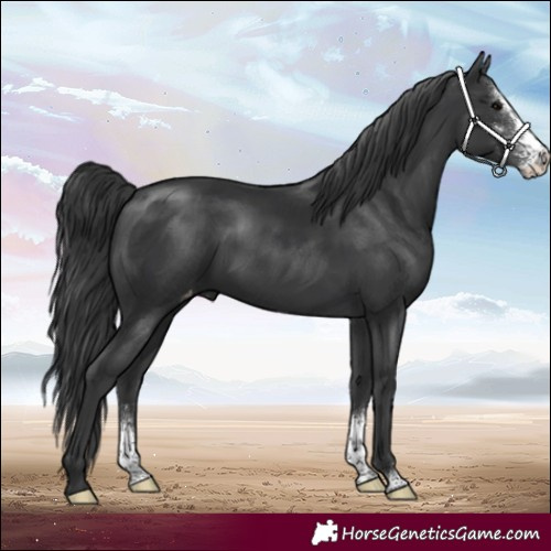 Horse Color:Black Sabino Varnish 