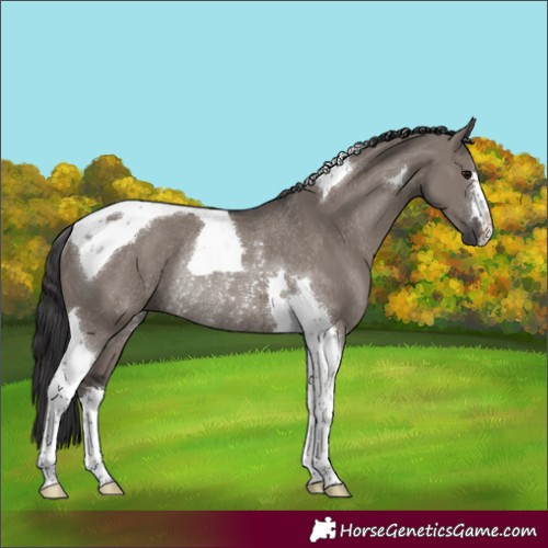 Horse Color:Smoky Grullo Tobiano Rabicano