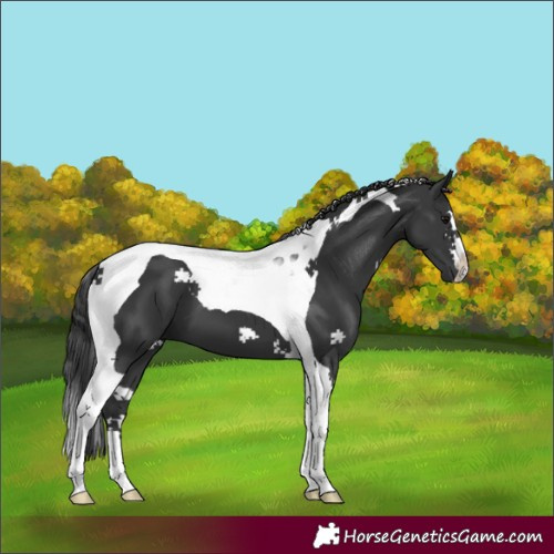 Horse Color:Black Tobiano