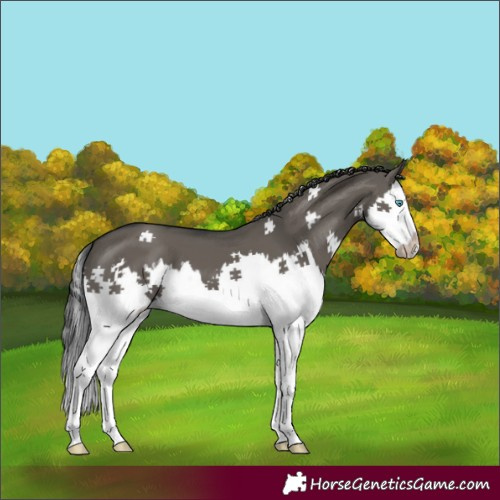 Horse Color:Grullo Splash