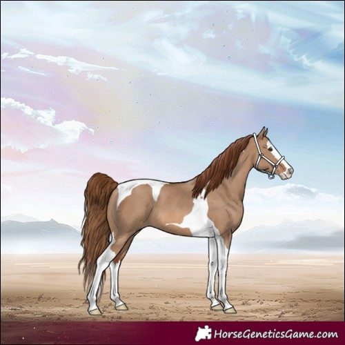 Horse Color:Red Dun Splash Tobiano 