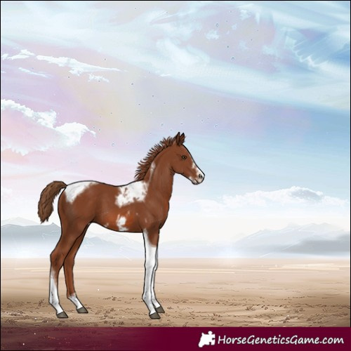 Horse Color:Chestnut Tobiano Frame 