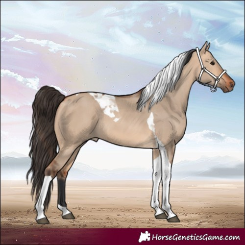 Horse Color:Unknown 