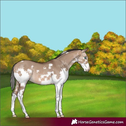 Horse Color:Unknown 