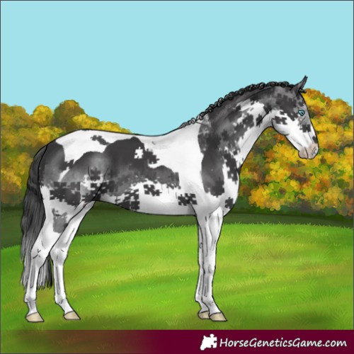 Horse Color:Black Splash Tobiano 