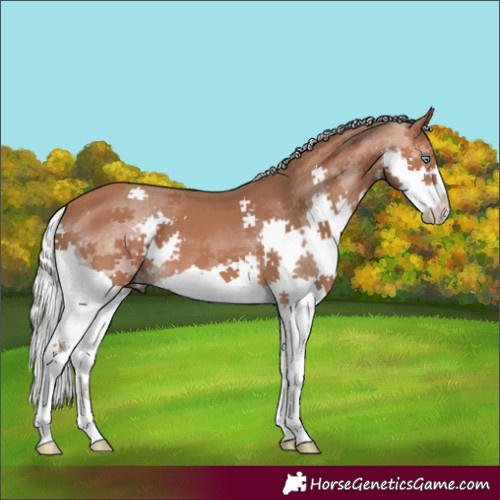 Horse Color:Silver Bay Splash 