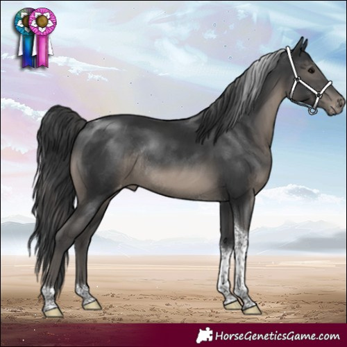 Horse Color:Black Tobiano Varnish Rabicano 