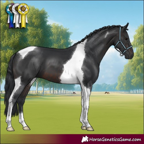 Horse Color:Brown Tobiano 