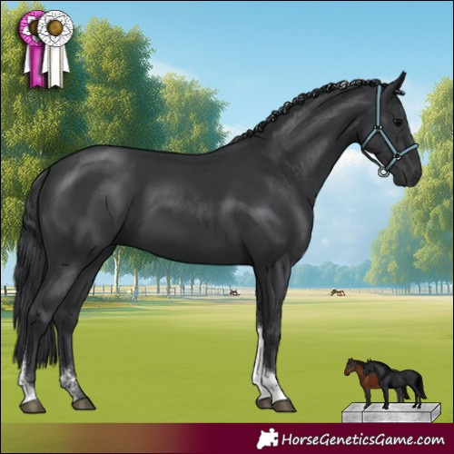 Horse Color:Black Tobiano