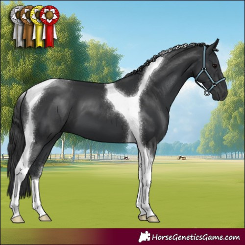 Horse Color:Black Tobiano