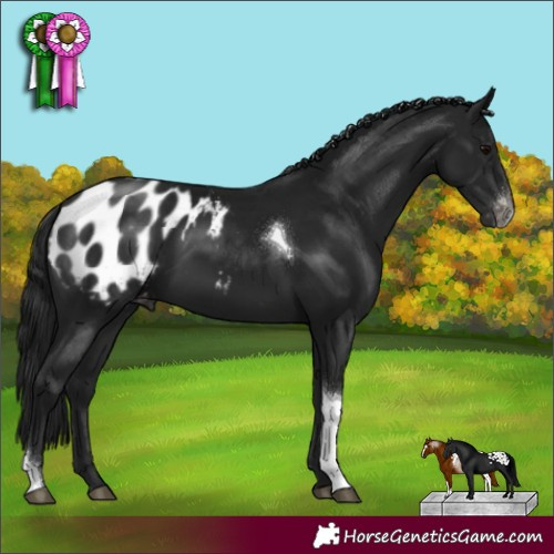 Horse Color:Gray Brown Sabino Tobiano Blanket Rabicano 