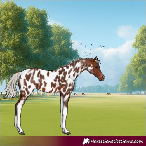 Horse Color:Silver Brown Tobiano Appaloosa