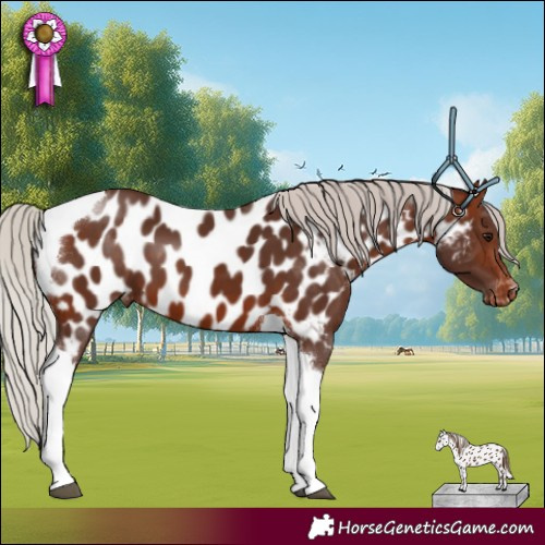 Horse Color:Silver Brown Tobiano Near Leopard