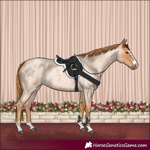 Horse Color:Red Roan