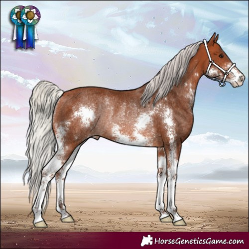 Horse Color:Silver Bay Sabino Rabicano