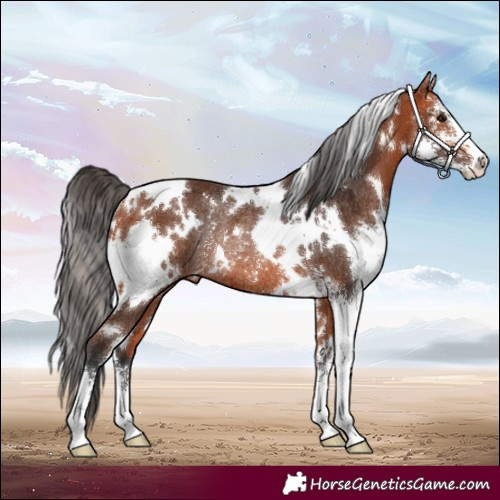 Horse Color:White Spotted Bay Sabino Rabicano 