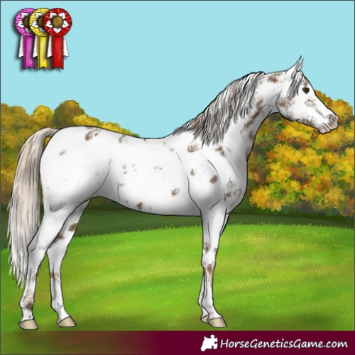 Horse Color:Chocolate Palomino Sabino Near Leopard 