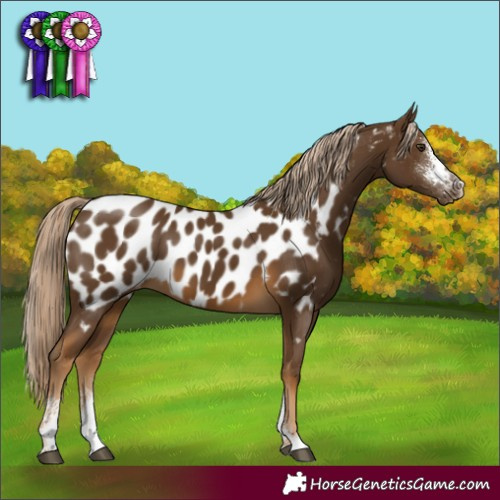 Horse Color:Chocolate Palomino Sabino Near Leopard