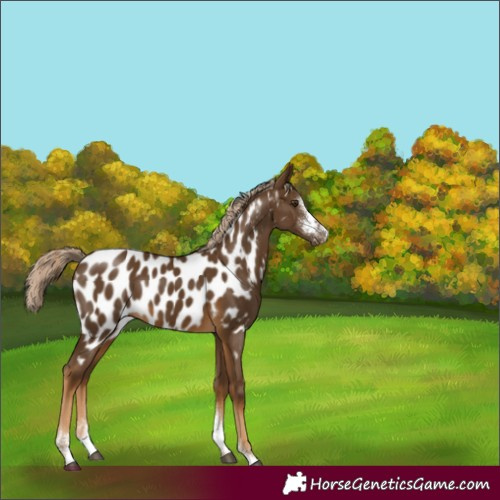 Horse Color:Chocolate Palomino Sabino Near Leopard