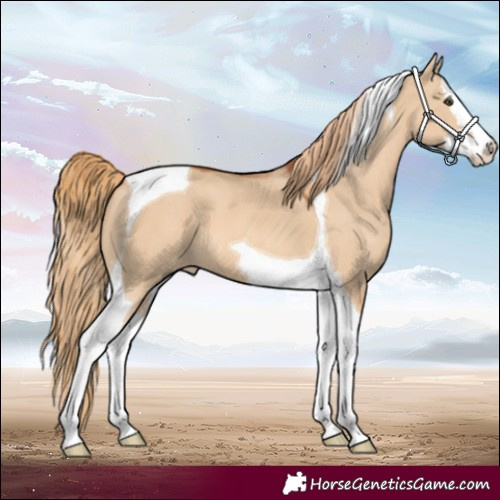 Horse Color:Red Dun Splash Tobiano 