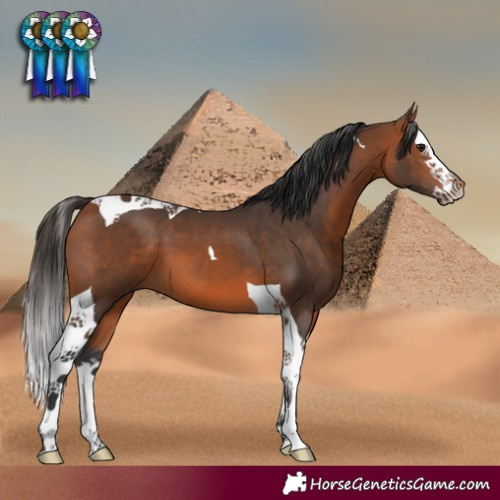 Horse Color:Bay Splash Tobiano