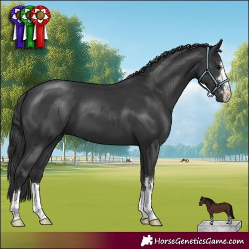 Horse Color:Black 