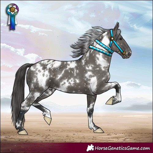 Horse Color:White Spotted Grullo Blanket 