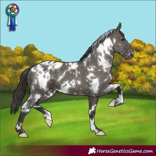 Horse Color:White Spotted Grullo Blanket 