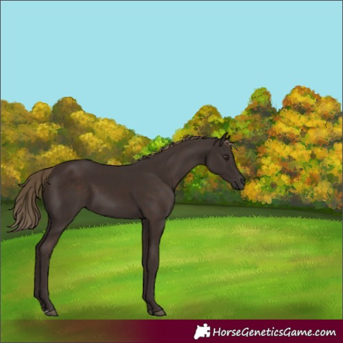 Horse Color:Liver Chestnut