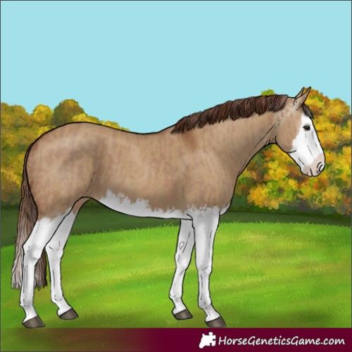 Horse Color:Red Dun Splash  and Gray Red Dun Splash 