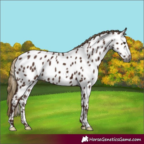Horse Color:Gray Chestnut Near Leopard
