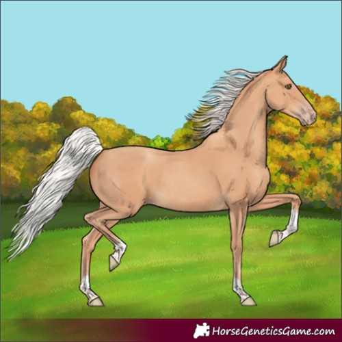 Horse Color:Silver Amber Champagne Tobiano Rabicano
