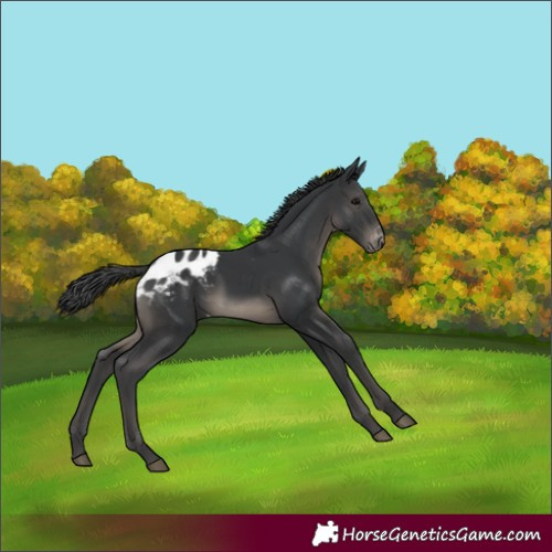 Horse Color:Black Appaloosa