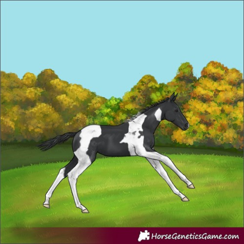 Horse Color:Black Tobiano